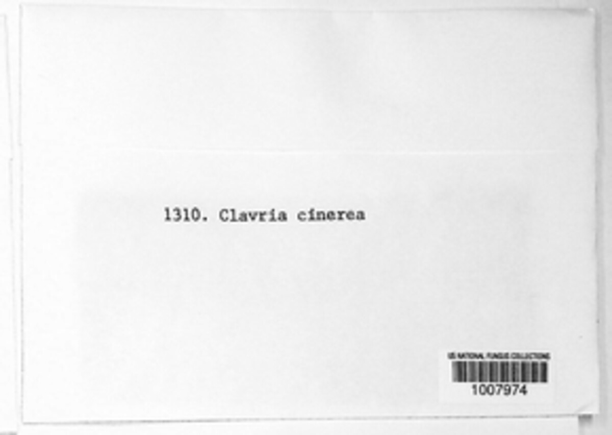 Clavulina cinerea image
